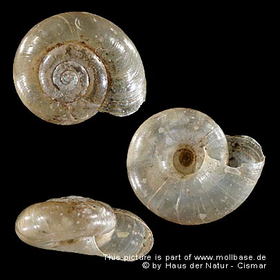 Aegopinella minor