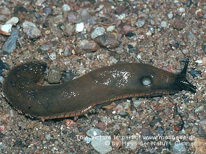 Arion (Arion) lusitanicus, Lebendbild