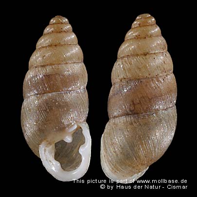 Chondrula tridens, Gehäusebild