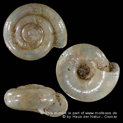 Lucilla scintilla