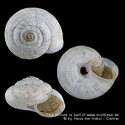Helicella (Helicella) bolenensis, Gehäusebild