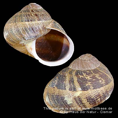 Cornu aspersum, Gehäusebild