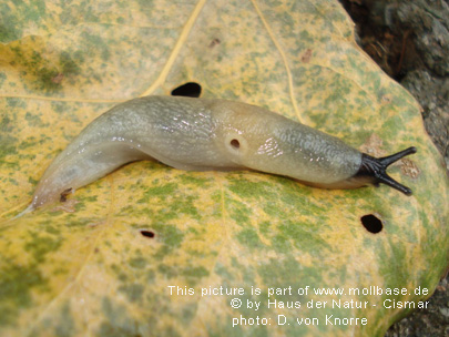 Krynickillus melanocephalus, <br />
Foto: c D. von Knorre