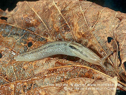 Lehmannia marginata
