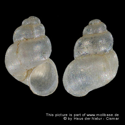 Marstoniopsis scholtzi, Gehäuse