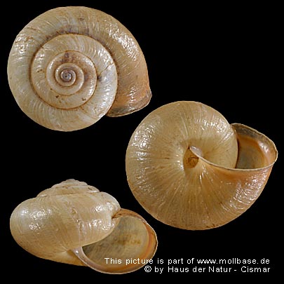 Monacha (Monacha) cantiana, Gehäusebild