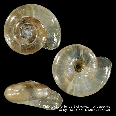 Oxychilus (Ortizius) alliarius, Gehäusebild