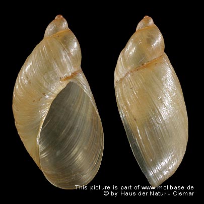 Oxyloma elegans, Gehäusebild