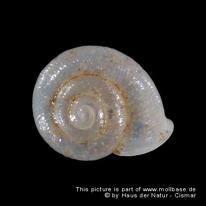 Vallonia pulchella