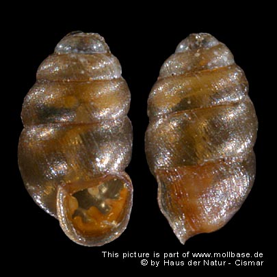 Vertigo (Vertigo) pygmaea, Gehäusebild
