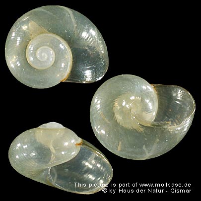 Vitrina (Vitrina) pellucida, Gehäusebild