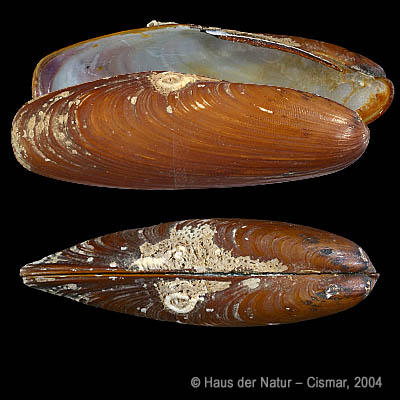 Lithophaga lithophaga