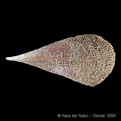 MollBase Artenschutz Pinna nobilis