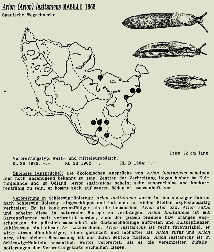 map c LANU-Schleswig-Holstein       drawing  c Projektgruppe Molluskenkartierung 