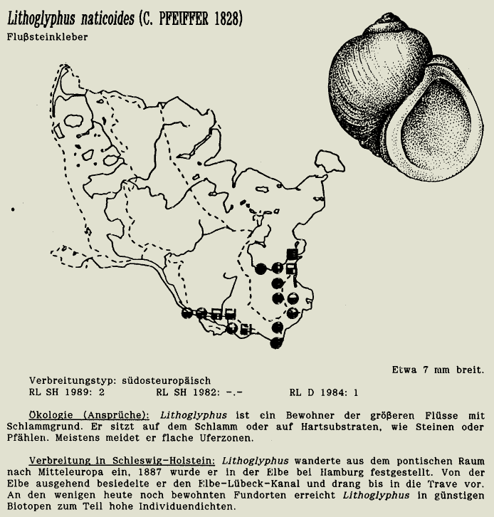 map c LANU-Schleswig-Holstein       drawing  c Projektgruppe Molluskenkartierung 