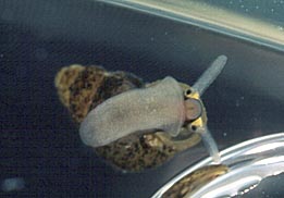 Marstoniopsis scholtzi - Foto: V. Wiese