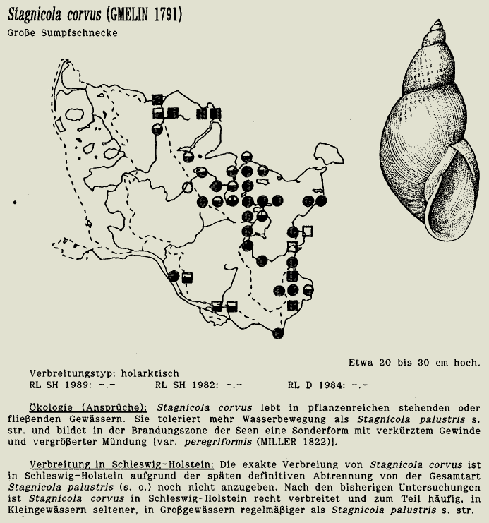 map c LANU-Schleswig-Holstein       drawing  c Projektgruppe Molluskenkartierung 