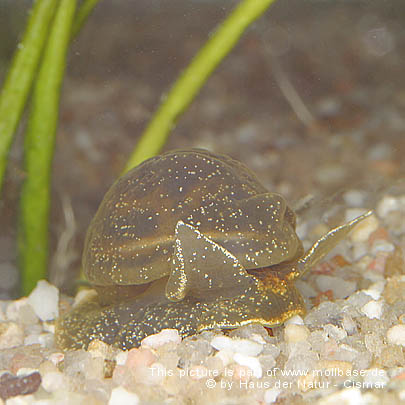 Myxas glutinosa, Mantelschnecke, Foto: V. Wiese