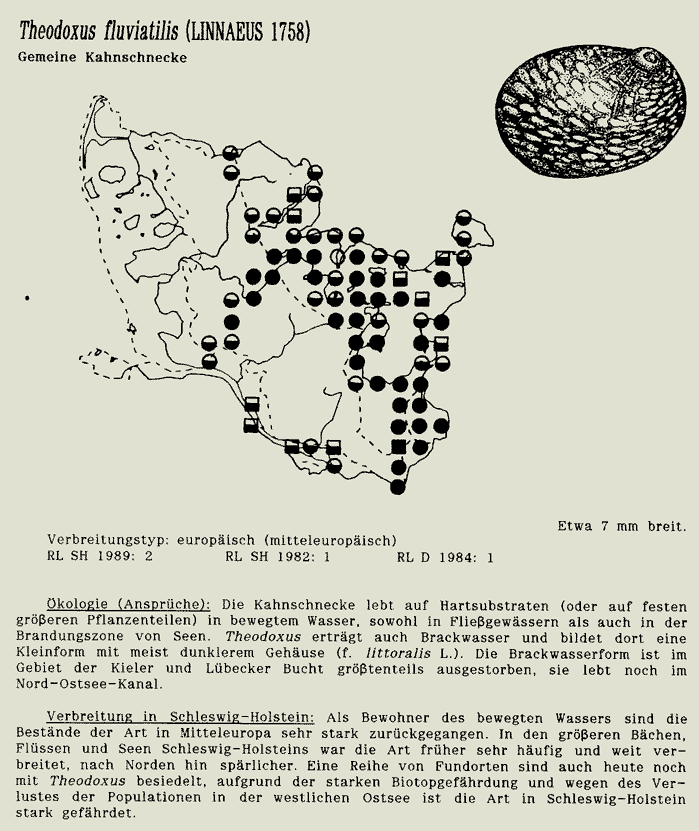 map c LANU-Schleswig-Holstein       drawing  c Projektgruppe Molluskenkartierung 