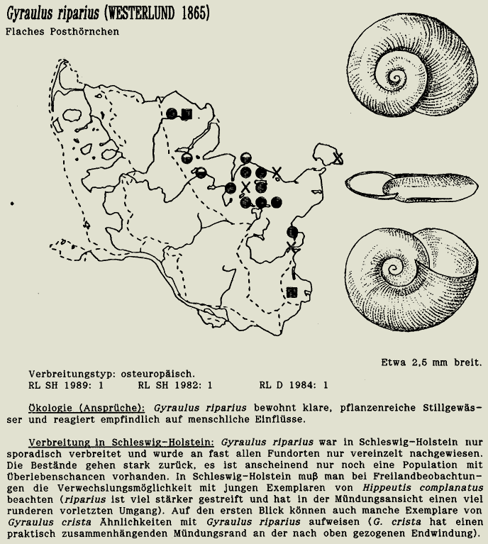 map c LANU-Schleswig-Holstein       drawing  c Projektgruppe Molluskenkartierung 