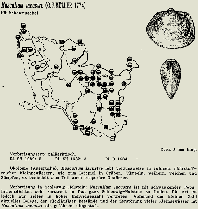 map c LANU-Schleswig-Holstein       drawing  c Projektgruppe Molluskenkartierung 