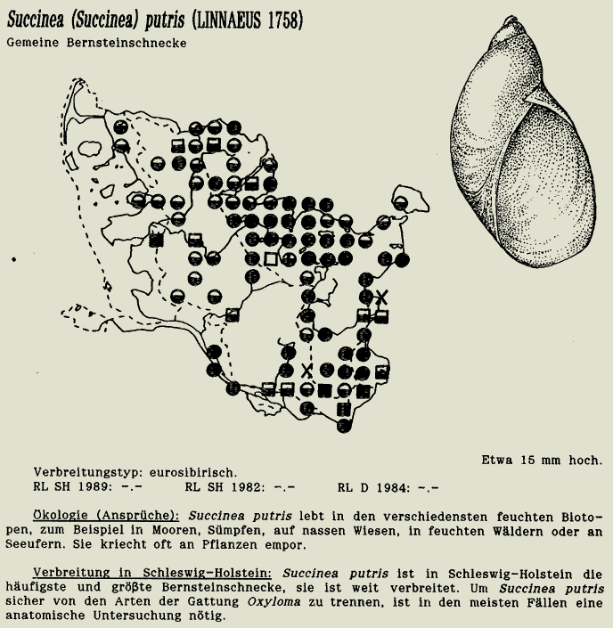 map c LANU-Schleswig-Holstein       drawing  c Projektgruppe Molluskenkartierung 