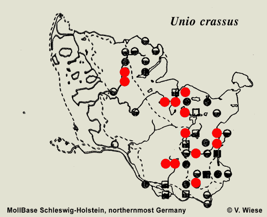 unio_crassus_neu.gif (15342 Byte)