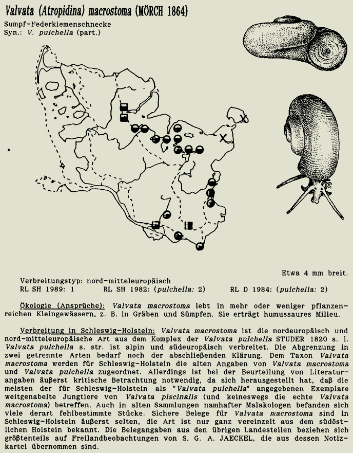 map c LANU-Schleswig-Holstein       drawing  c Projektgruppe Molluskenkartierung 