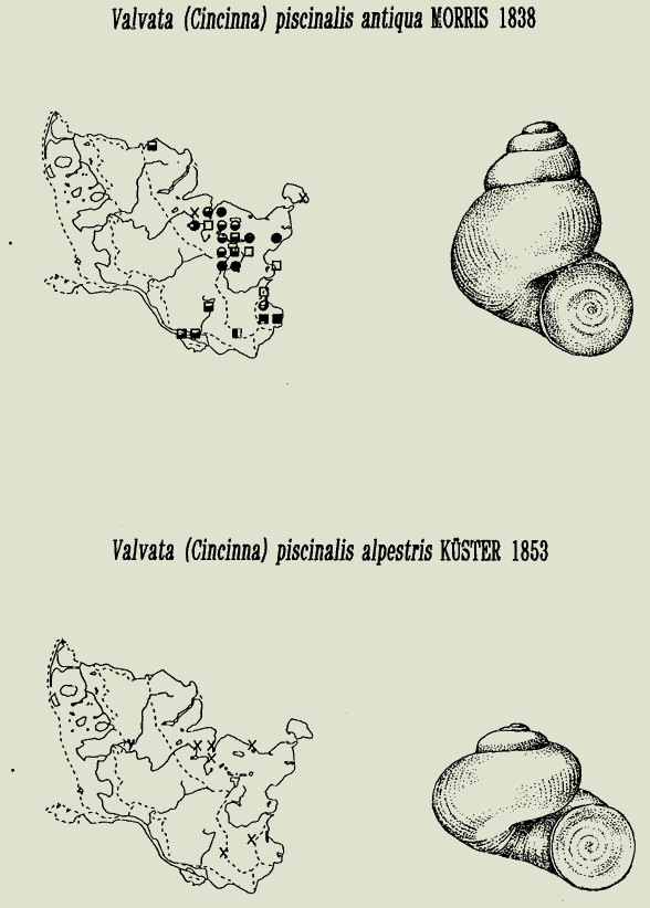 map c LANU-Schleswig-Holstein       drawing  c Projektgruppe Molluskenkartierung 