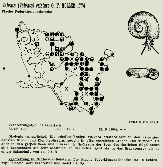 map c LANU-Schleswig-Holstein       drawing  c Projektgruppe Molluskenkartierung 